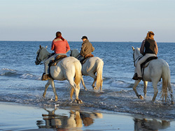 Promenade à cheval en camargue, bord de mer et marais